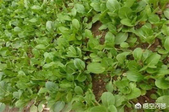 露天阳台种植蔬果时间,露天阳台种植蔬果时间多长