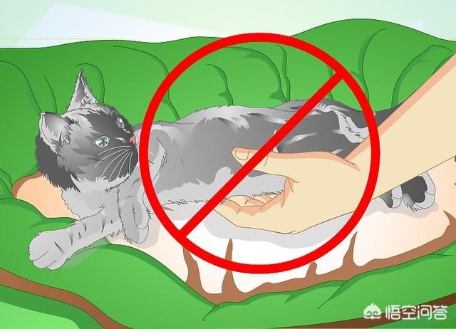 公猫做了绝育之后要注意什么,第10张