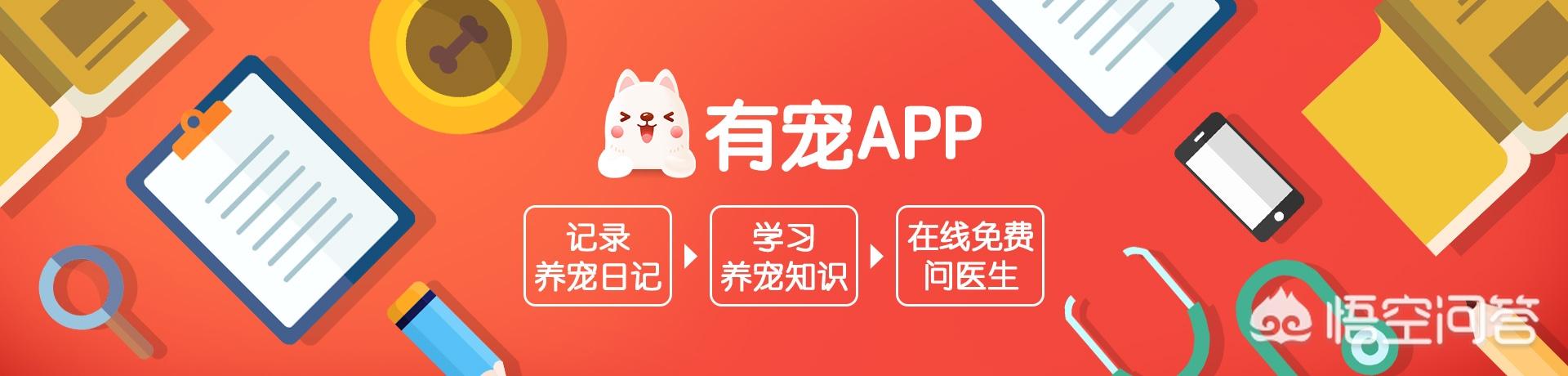荷兰猪怎样表达对你的信任,第1张
