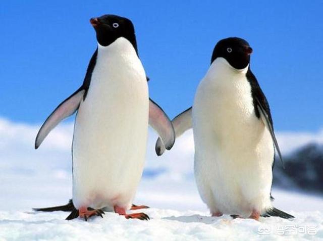 企鹅用英语怎么说(图1)
