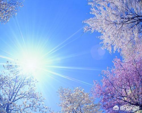 阳光什么意思(阳光明媚什么意思)