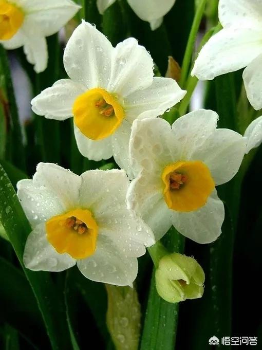 花卉直播间水仙?水仙花市花!