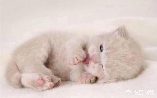 两个时间不要洗澡（两个月大的玄猫能洗澡吗？）