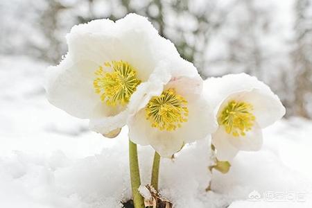 冬天开什么花?冬天开什么花 常见!