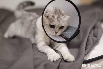 猫带伊丽莎白圈怎么吃饭,第1张