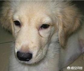 狗狗总流眼泪怎么办,第1张