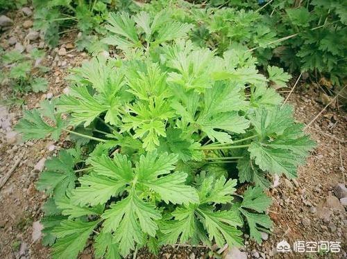 益母草的功效作用与主治 （益母草的功效作用与主治月经不来可以喝吗）