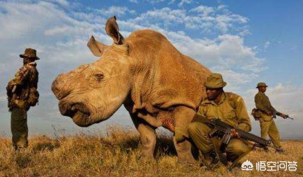 濒危动物有哪些图片_濒危动物图表