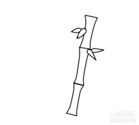 竹子简笔画怎么画竹子？