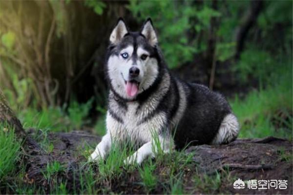 世界十大傻狗排名，哈士奇都没进前三，斗牛犬超凶猛