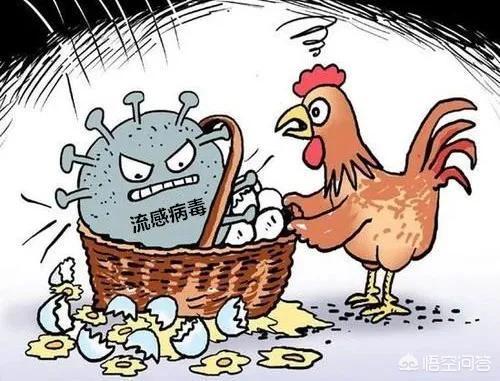 怎么预防鸡得禽流感？