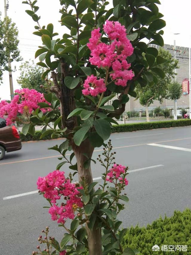 种花卉的地方?种花卉的地方西边有树好不好!