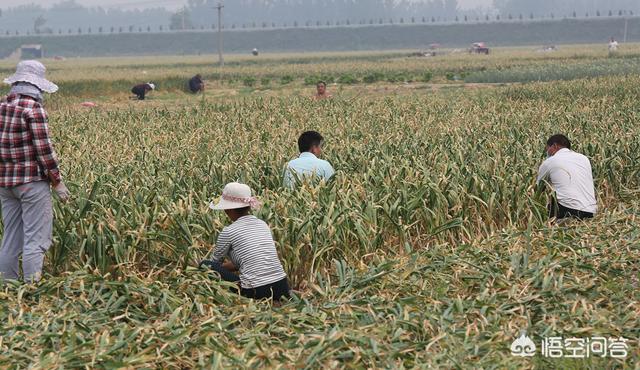 果园种植大蒜用什么化肥,果园种植大蒜用什么化肥最好