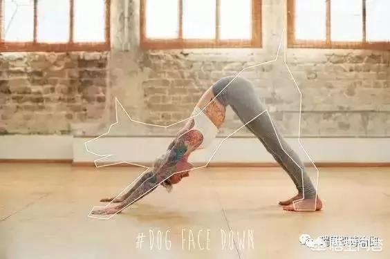 练习瑜伽上犬式和下犬式有什么好处,第14张