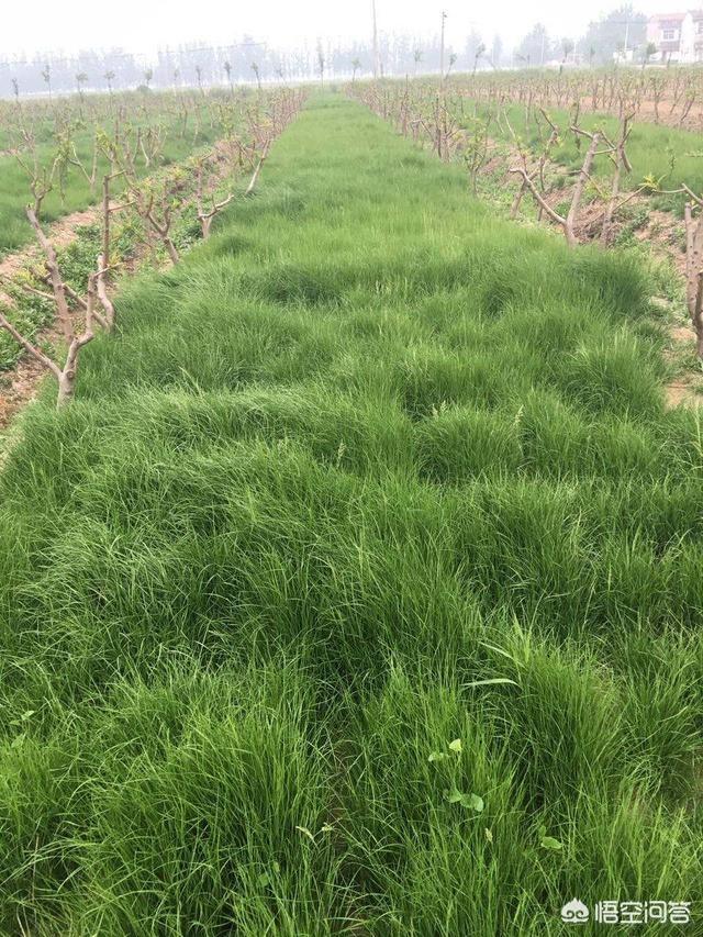 苹果园里种植草坪,苹果园里种植草坪好吗