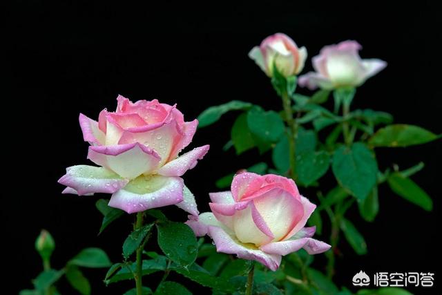 庭院花卉种植品种图片,庭院花卉种植品种图片大全