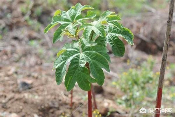 通草是什么? 通草属于什么科植物!