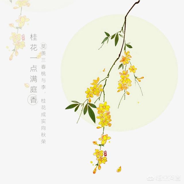 桂花怎么晒干保留香气?桂花怎么晒干保留香气和营养!