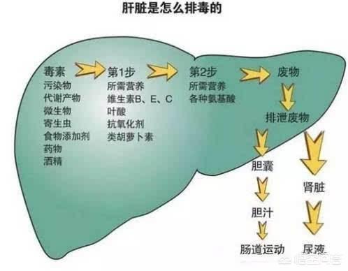 霉菌毒素对家禽的危害有哪些？如何防治霉菌毒素中毒,第4张