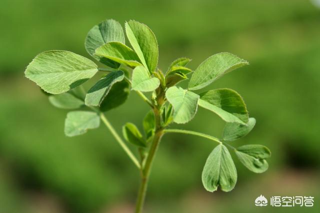 果园苜蓿种植方法图片简介,果园苜蓿种植方法图片简介大全