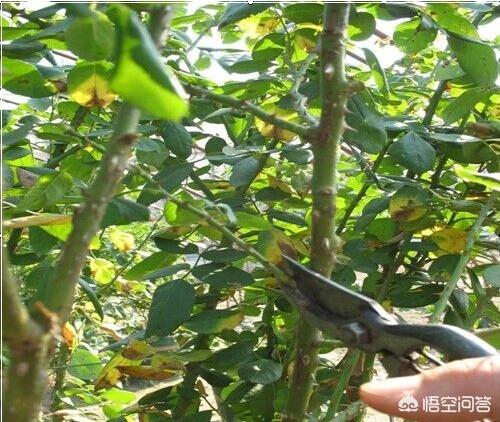 玫瑰小镇开花时间表 玫瑰小镇嫁接攻略-第2张图片-Game优搜