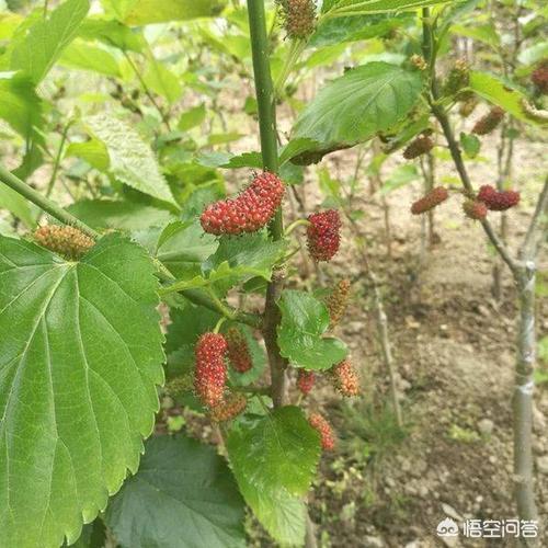 阳台花园种植什么树最好,阳台花园种植什么树最好看