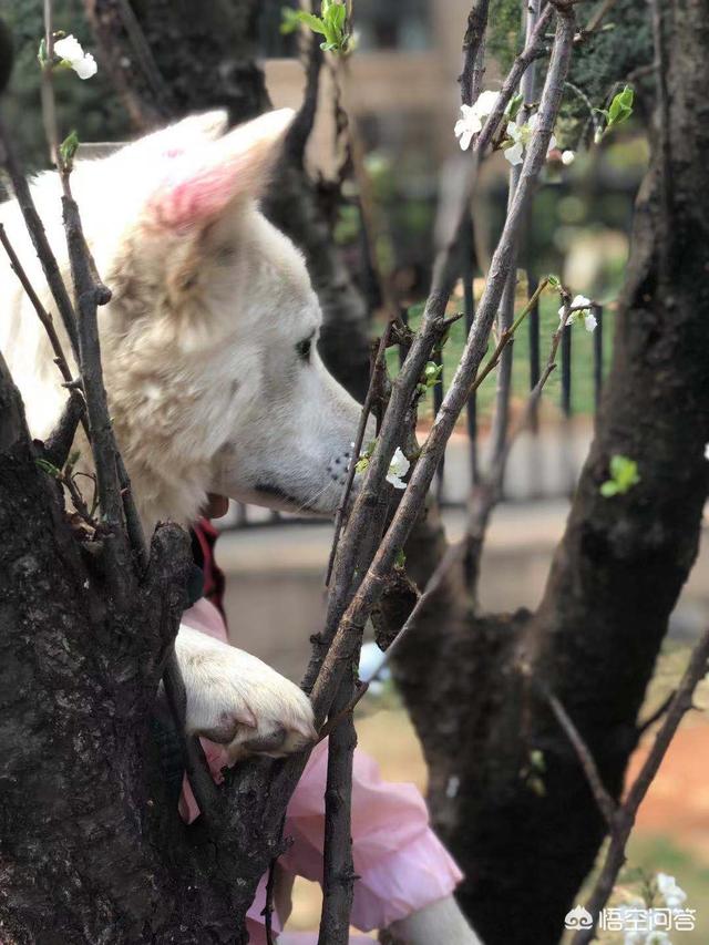 柯基可以吃蛋黄吗,第3张