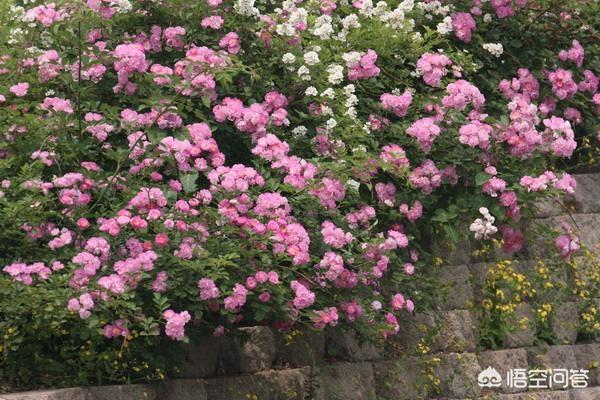 爬藤植物花卉大全图片（爬藤花卉有哪些图片）