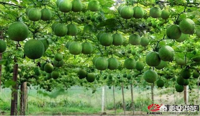 农村种植好项目 （农村种植好项目推荐）