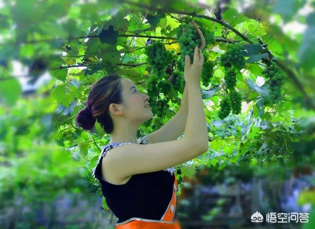 河南农村吃什么水果多