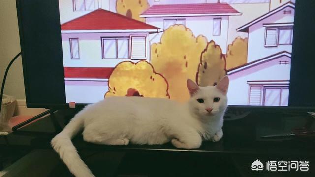 小猫怕生不愿意见光怎么办,第1张