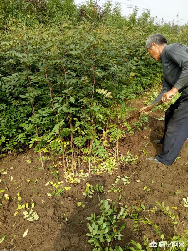 花椒种怎样种-花椒种怎样种直