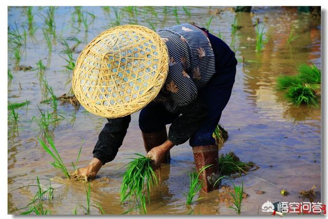 代表劳动的古诗（表示劳动的诗句是什么）