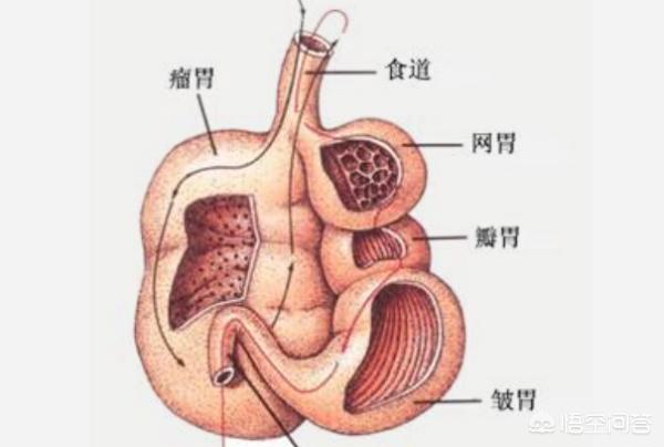 牛有几个胃? 牛有几个胃分别叫什么!