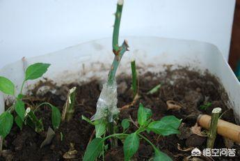 玫瑰小镇开花时间表 玫瑰小镇嫁接攻略-第3张图片-Game优搜