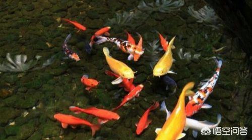 錦鯉魚常見病?錦鯉魚常見病圖片大全!
