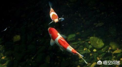 錦鯉魚常見病?錦鯉魚常見病圖片大全!