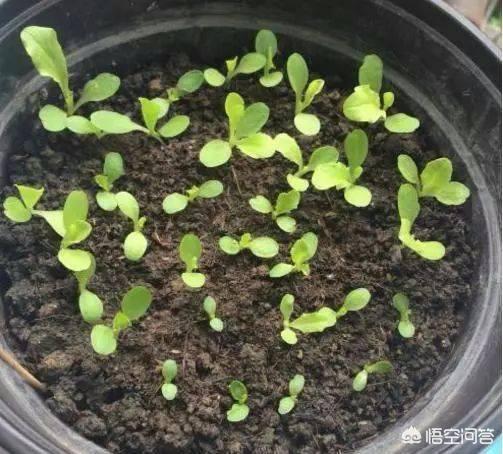 花园种植蔬菜阳台种什么,花园种植蔬菜阳台种什么好