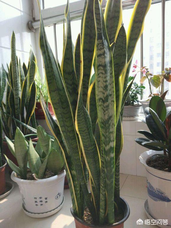 虎皮兰叶子枯萎，请问是怎么回事？可以挽救吗,第17张