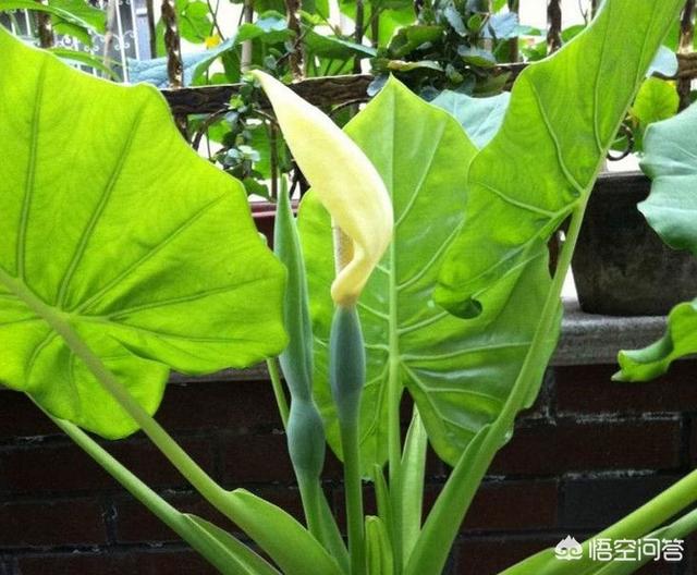 花卉滴水观音图片?花卉滴水观音图片大全!