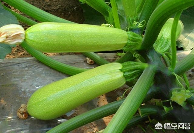 温棚黄瓜种植技术视频 温棚黄瓜种植技术视频教程