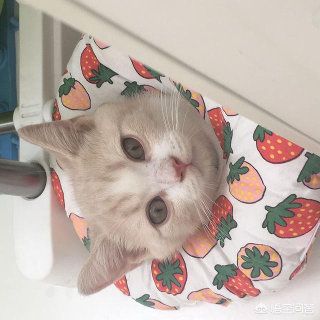 猫为什么变得懒了,第1张