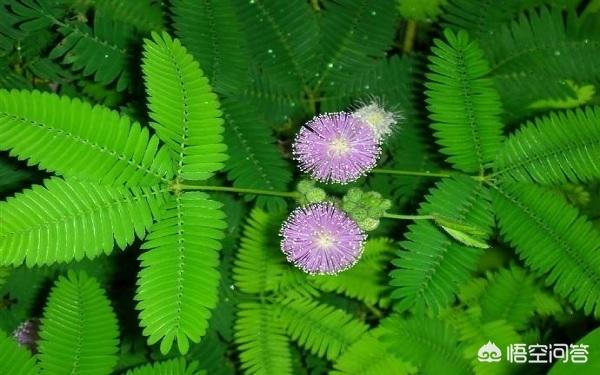 奇妙的植物?奇妙的植物有哪些!