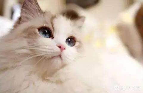 猫咪掉毛是什么原因？猫咪掉毛怎么办,第1张