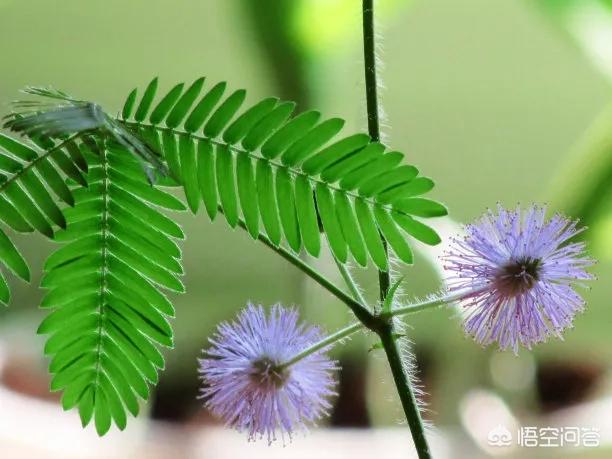 简单种植含羞草方法？(含羞草怎么种植方法,简单法)