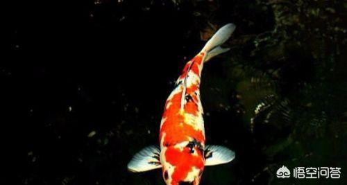 錦鯉魚常見病?錦鯉魚常見病圖片大全!