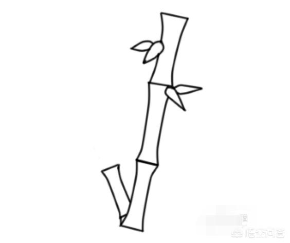 竹子简笔画怎么画竹子？