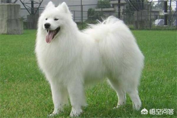 獵犬排名?獵犬排名前十名!