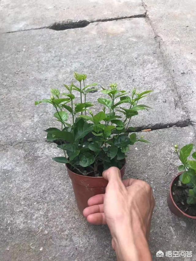 阳台种植什么,阳台种植什么蔬菜好