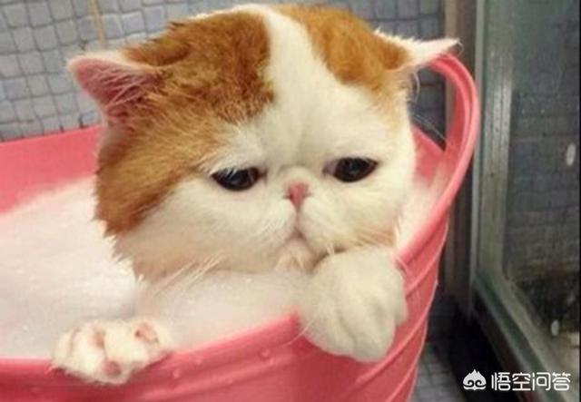 怎么才能让小猫不怕洗澡,第1张